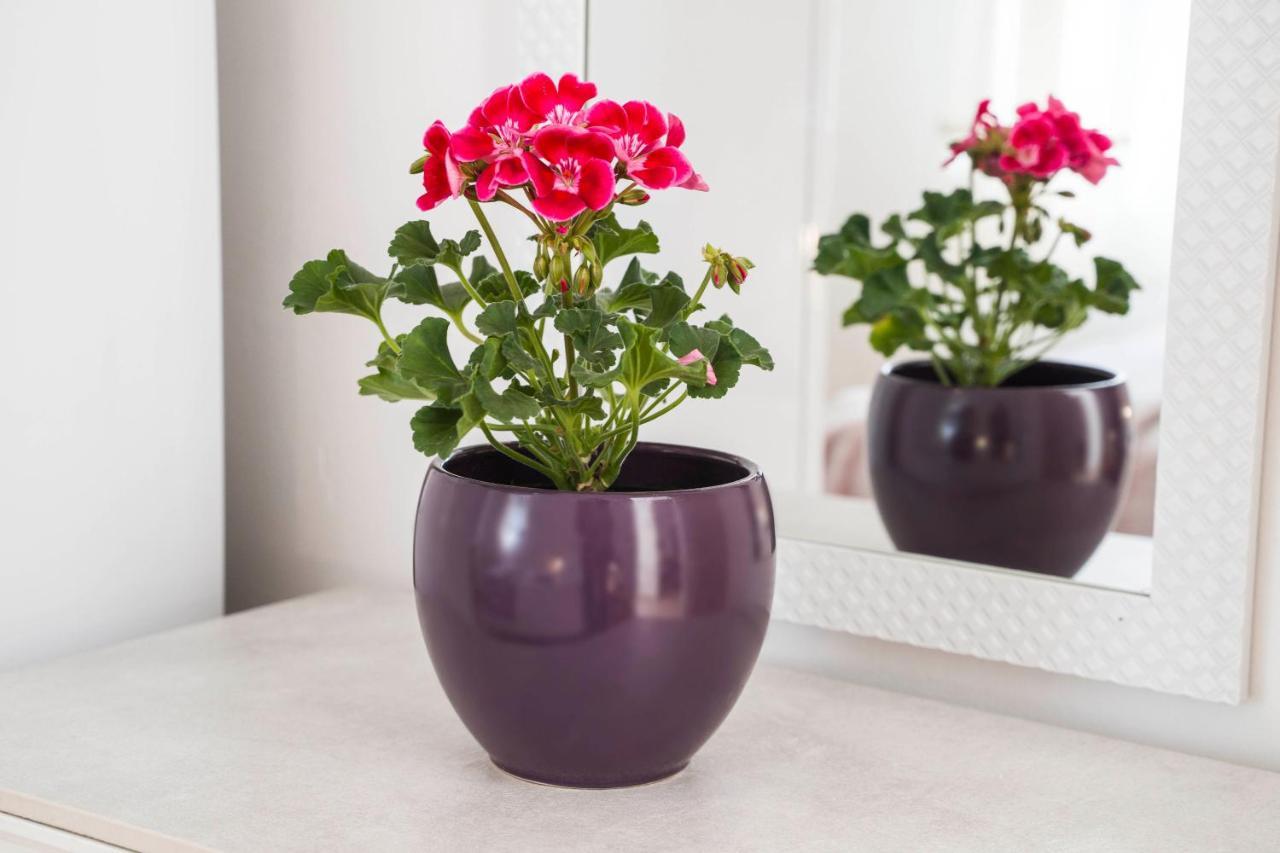 Apartament Odrina *